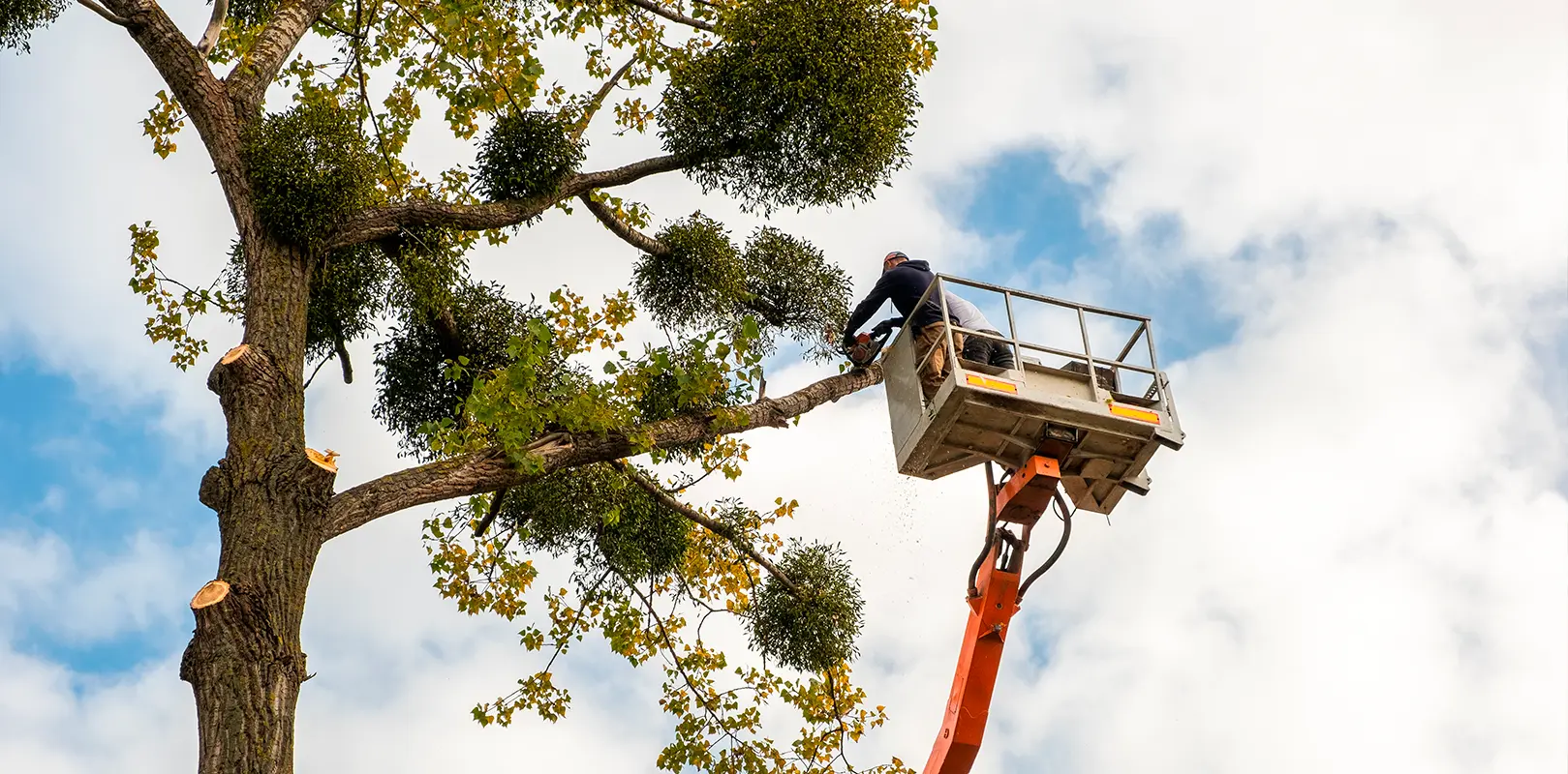 Tree Pruning