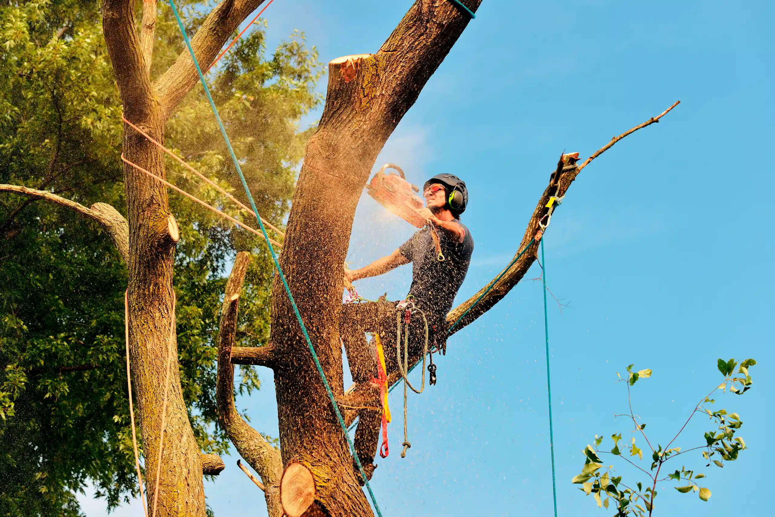 Tree Service