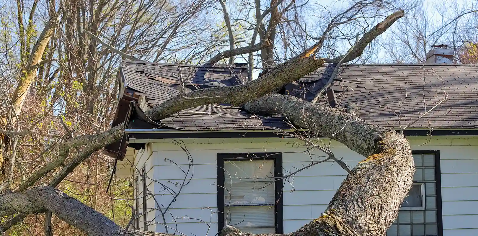 Emergency Tree Service 4