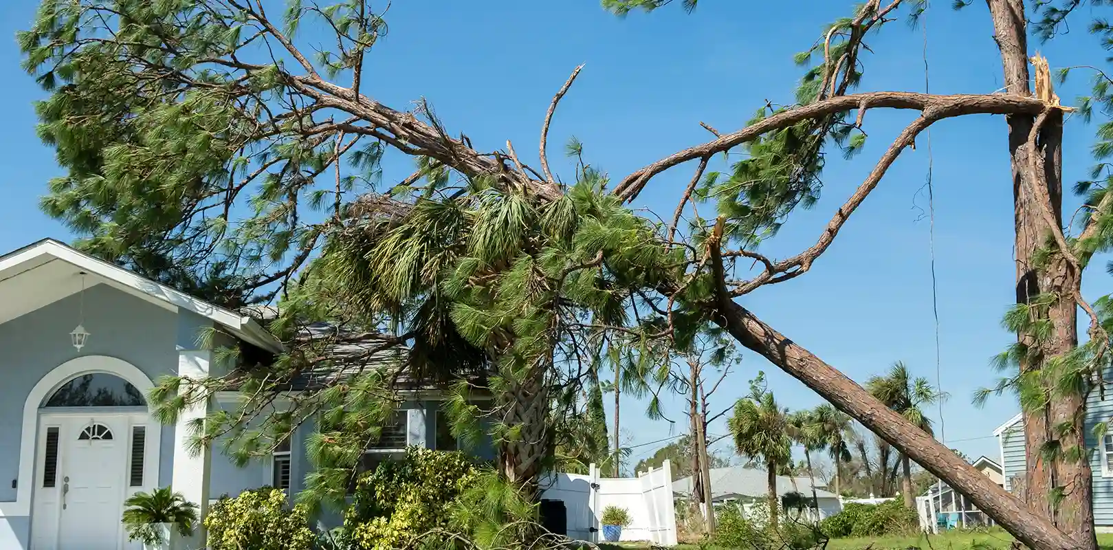Emergency Tree Service 5