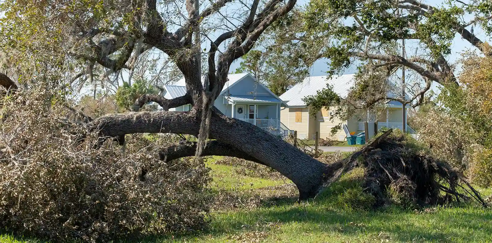 Emergency Tree Service 6