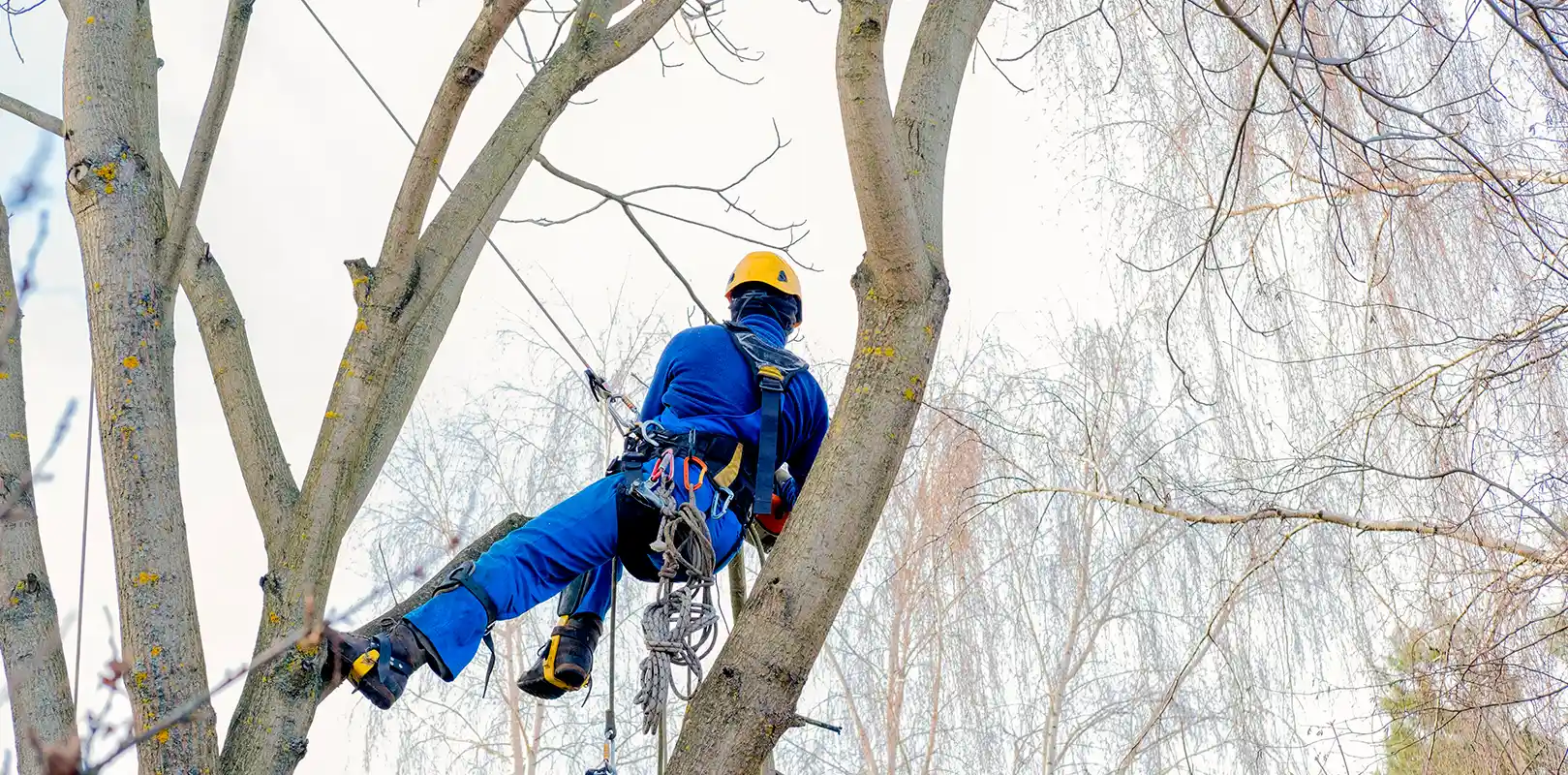 Tree Cutting
