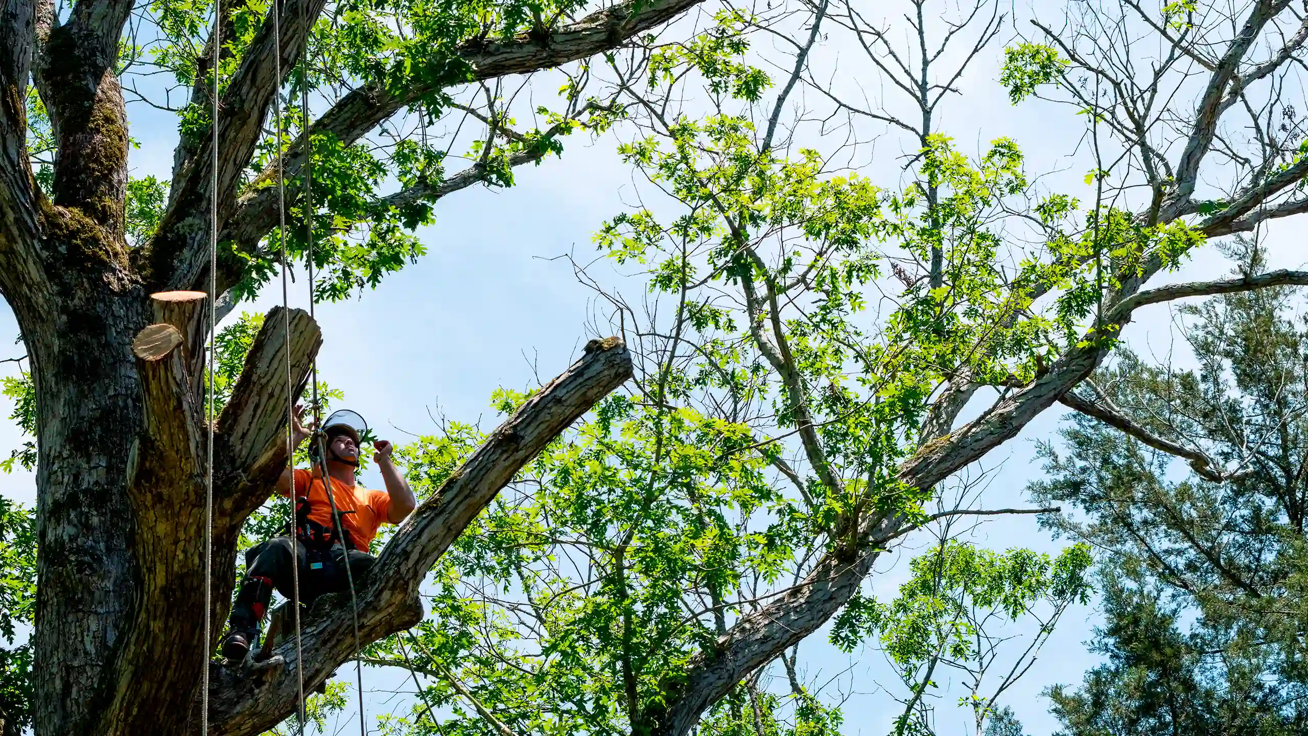 Tree Trimming 5