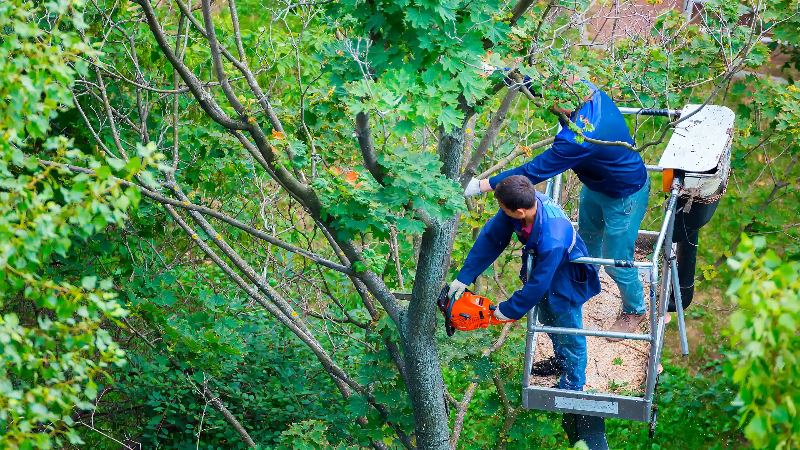 Tree Trimming